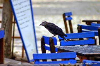 Bozcaada Uluslararası Ekolojik Belgesel Festivali başlıyor