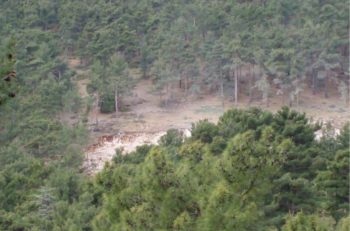 Finike`de sedir katliamına yargıdan iptal kararı