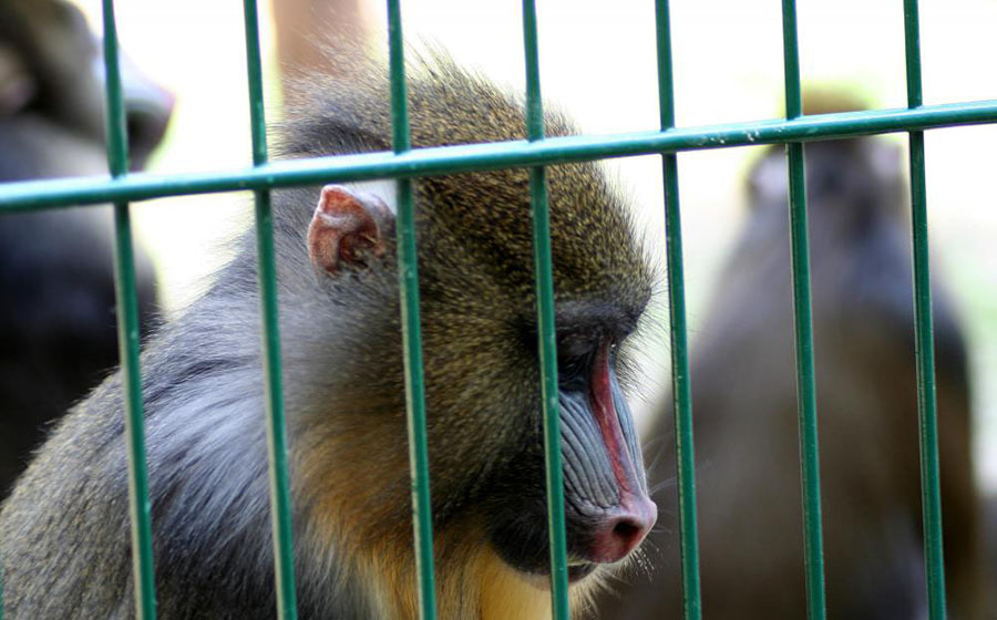 Kosta Rika’da hayvanat bahçeleri kaldırıldı mı?