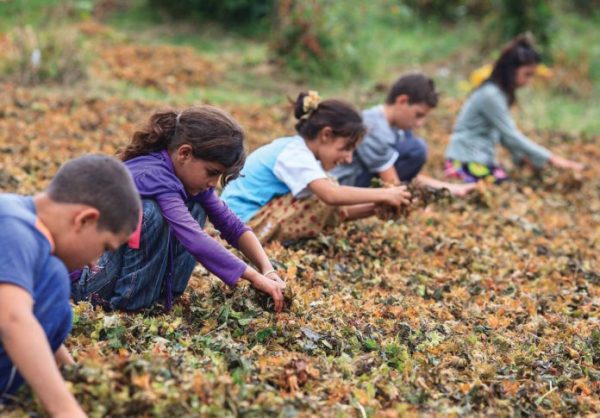 Mevsimlik işçi çocukları: Zehirli pet toplayıp satıyoruz
