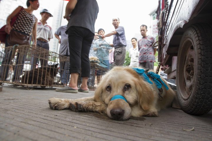 Çin’deki Tartışmalı Köpek Festivali Başladı