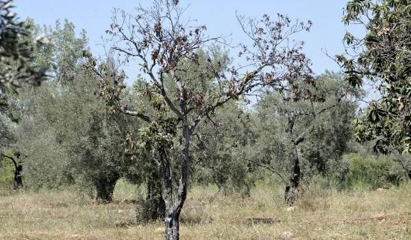 Devlet Su İşleri suyu kesti: 23 bin zeytin ağacı kuruma tehdidi altında