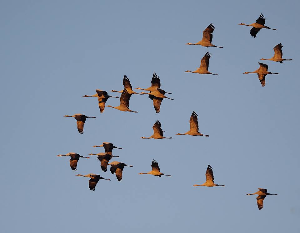 Doğa Derneği arşiv danışmanı arıyor