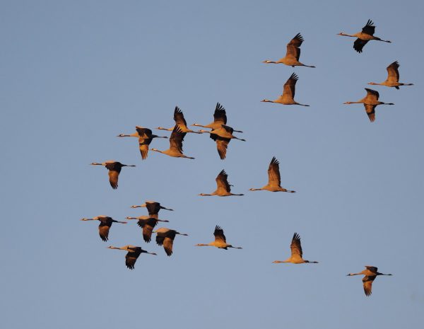 Doğa Derneği, “Kadim Üretim Havzaları Sorumlusu” Arıyor