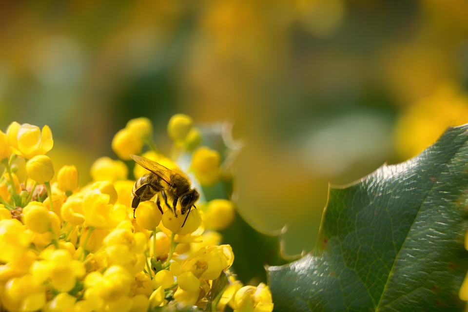 Arılar Ölüyor Mu?