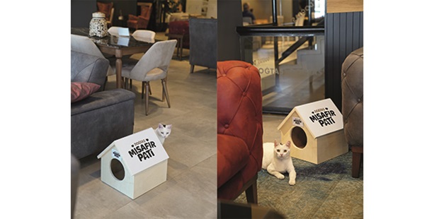 Doğtaş Sokak Hayvanlarına Sahip Çıkıyor