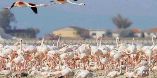 Flamingoları Tehdit Eden Körfez Geçiş Projesi Bilirkişi Raporu: Geri Dönüşü İmkânsız Zararlar Verir