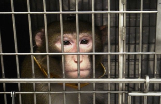 Brüksel Primat, Kedi Ve Köpekler Üzerinde Yapılan Deneyleri Yasaklama Kararı Aldı