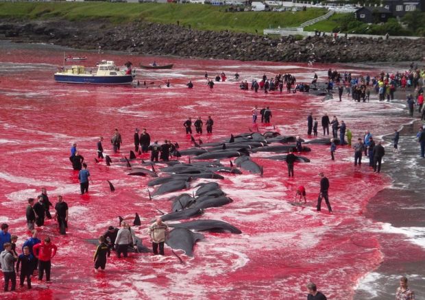 Faroe Adaları’nda 300 yıldır süren gelenek: Bu yıl da “balina katliamı”