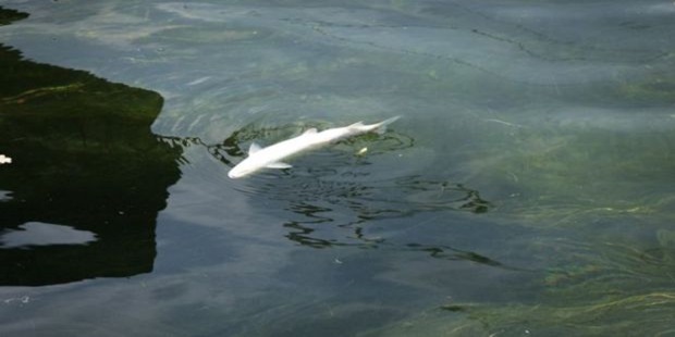 Küresel İklim Değişikliği Ren Nehri’nde Binlerce Balığın Ölümüne Neden Oldu