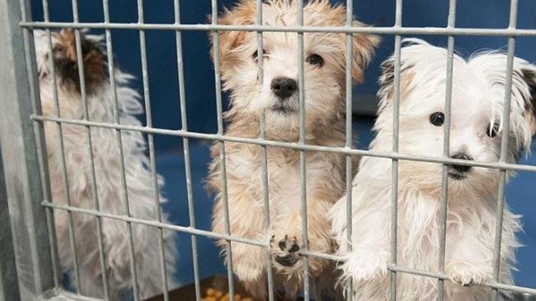İngiltere Kedi Ve Köpek Yavrularının Pet Shoplarda Satışını Yasaklıyor