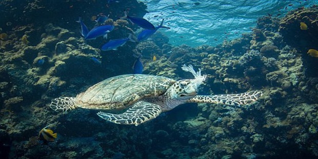 102 Deniz Kaplumbağasının Hepsinin Bağırsağında Mikroplastik Bulundu