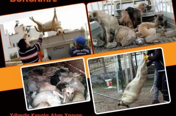 Hayvan Hakları Yasama İzleme Delegasyonu: Sokak Köpeklerine Yönelik Nefret Kabul Edilemez!