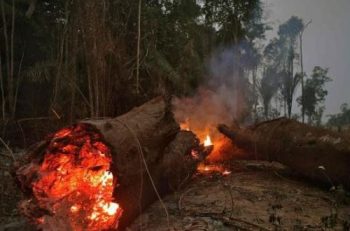 Hayvancılığın Amazon Yangınları Ve İklim Kriziyle İlişkisi