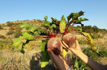 Gıda Üretimine Doğayla Dost, Bütüncül Bir Yaklaşım: Agroekoloji