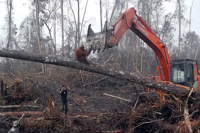 orangutan iş makinesi