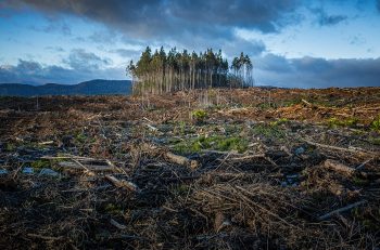 Glasgow’da Ülkeler Ormanları Korumaya Söz Verdi