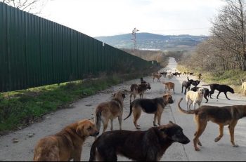 Hukuk Devletinin Köpeklerle İmtihanı ve Avukat Örgütlenmesinin Önemi